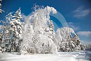 Cold snowy winter in the forest