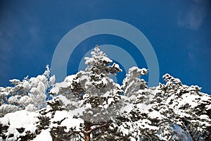 Cold snowy winter in the forest