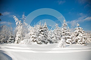 Cold snowy winter in the forest