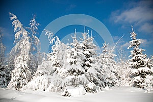 Cold snowy winter in the forest