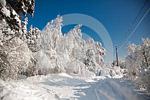 Cold snowy winter in the village