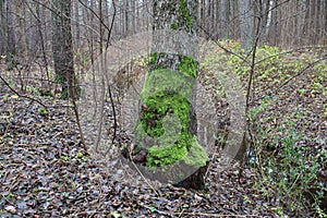 In the cold spring forest, the tree trunk is covered with green moss