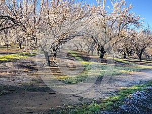 Cold Spring Orchards and Grass with Ice