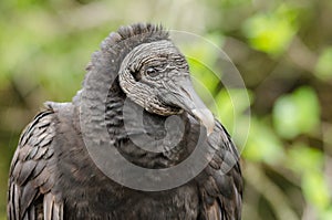 Cold stare from black vulture