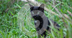 The cold stare of the young adorable pet  fully focused and listen closely  cat aye and the face front view close up. green eyes