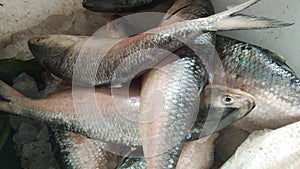 Hilsa fish,tasty hilsa fish. photo