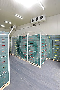 Cold Storage Pallet