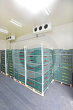 Cold Storage Pallets
