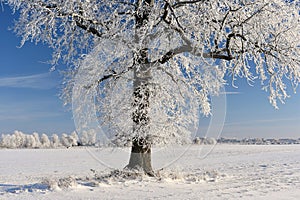 Nevado Roble un árbol sobre el . frío  soleado 