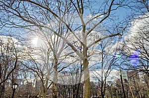 A Cold Sunny Day in Central Park. Sun Beams through Tree Branches.