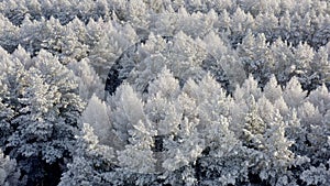 Cold sunny winter day. Firs tree tops in coniferous forest. Aerial shot of winter forest.