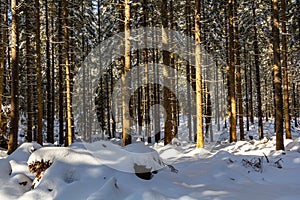 Cold sunny winter morning in the forest