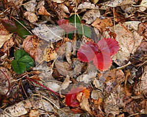 Autumn Strawberry Leaves 2 photo