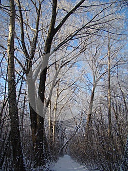 Winter landscapes of the Central black earth region.