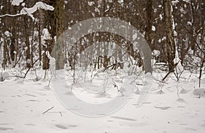 Cold weather in forest in winter