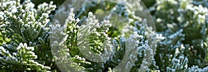 Cold weather and frost on trees. Fir tree branches covered with snow. Christmas season concept. Winter background Banner