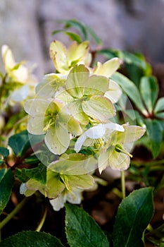 Cold weather hellebores flowers bloom in the late winter