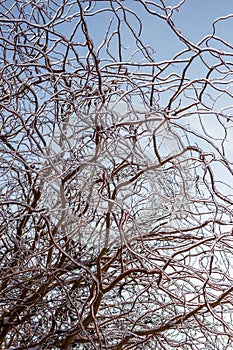Cold weather in winter. Frozen willow branches covered with ice against the sky