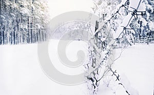 Cold white landscape of snowy forest behind rows of barbed wire in winter, concept of seasonal changes in nature, protection of