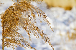 Cold wind blowing reeds at snow covered lake