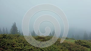 Cold wind blowing on the top of a mountain hill with pine and fir trees evergreen standing in the foggy clouds.