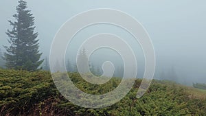 Cold wind blowing on the top of a mountain hill with pine and fir trees evergreen standing in the foggy clouds.