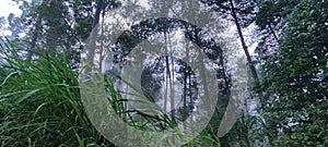 Cold wind and deep forest tree