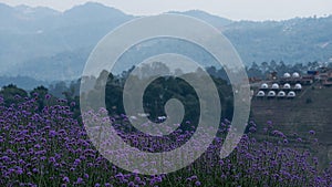 The cold wind flower farm on Doi Moncham, Chiang Mai, Thailand, which is now blooming, holds a bouquet of dyed flowers