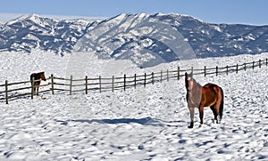 Cold winter in Bozeman photo