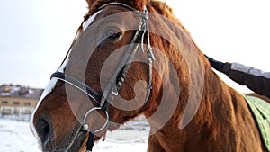 Cold winter day outdoor - hand pats red horse in stable, close up