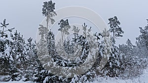 Cold winter day scene in old-growth forest with different trees all covered in snow