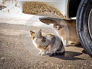 A cold winter day with snow two cats found shelter in the warmth