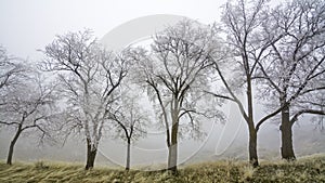 Cold winter fog with a row of trees