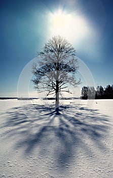 Cold winter forest landscape snow