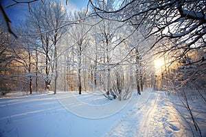 Cold winter forest landscape snow russia