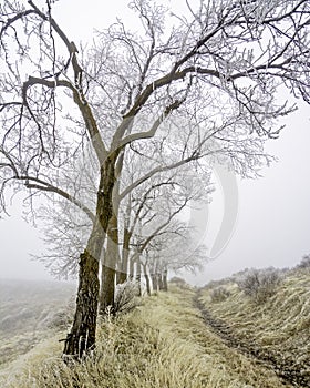 Cold winter frost on trees with fog