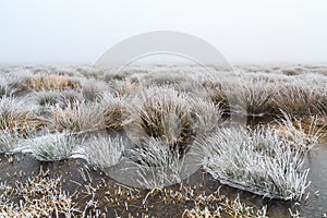 Freddo da zone umide nebbia un bianco gelo 