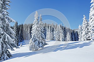 Cold winter morning. Beautiful landscape. High mountain. Pine trees in the snowdrifts. Lawn and forests. Snowy background. Nature