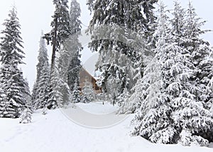 Cold winter morning. From the lawn, a panoramic view of the covered with frost trees in the snowdrifts, high mountain