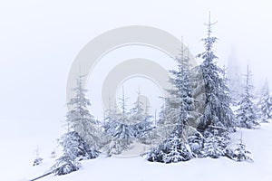 Cold winter morning. From the lawn, a panoramic view of the covered with frost trees in the snowdrifts, high mountain