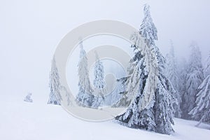 Cold winter morning. From the lawn, a panoramic view of the covered with frost trees in the snowdrifts, high mountain