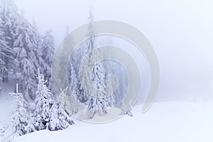 Cold winter morning. From the lawn, a panoramic view of the covered with frost trees in the snowdrifts, high mountain