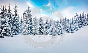 Cold winter morning in mountain forest with snow covered fir trees. Amazing outdoor scene of Carpathian mountains. Beauty of natur