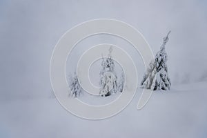 Chladné zimní ráno v horském lese se zasněženými jedlemi. Tatry, Slovensko.