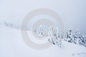 Cold winter morning in mountain foresty with snow covered fir trees. tatras, slovakia.