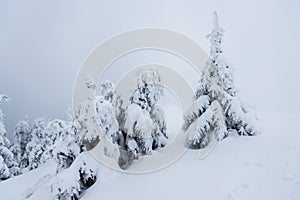 Chladné zimní ráno v horském lese se zasněženými jedlemi. Tatry, Slovensko.