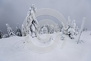 Cold winter morning in mountain foresty with snow covered fir trees. tatras, slovakia.