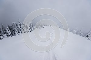 Cold winter morning in mountain foresty with snow covered fir trees. tatras, slovakia.