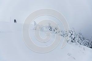 Cold winter morning in mountain foresty with snow covered fir trees. tatras, slovakia.