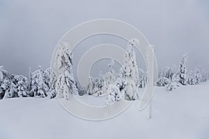 Cold winter morning in mountain foresty with snow covered fir trees. tatras, slovakia.